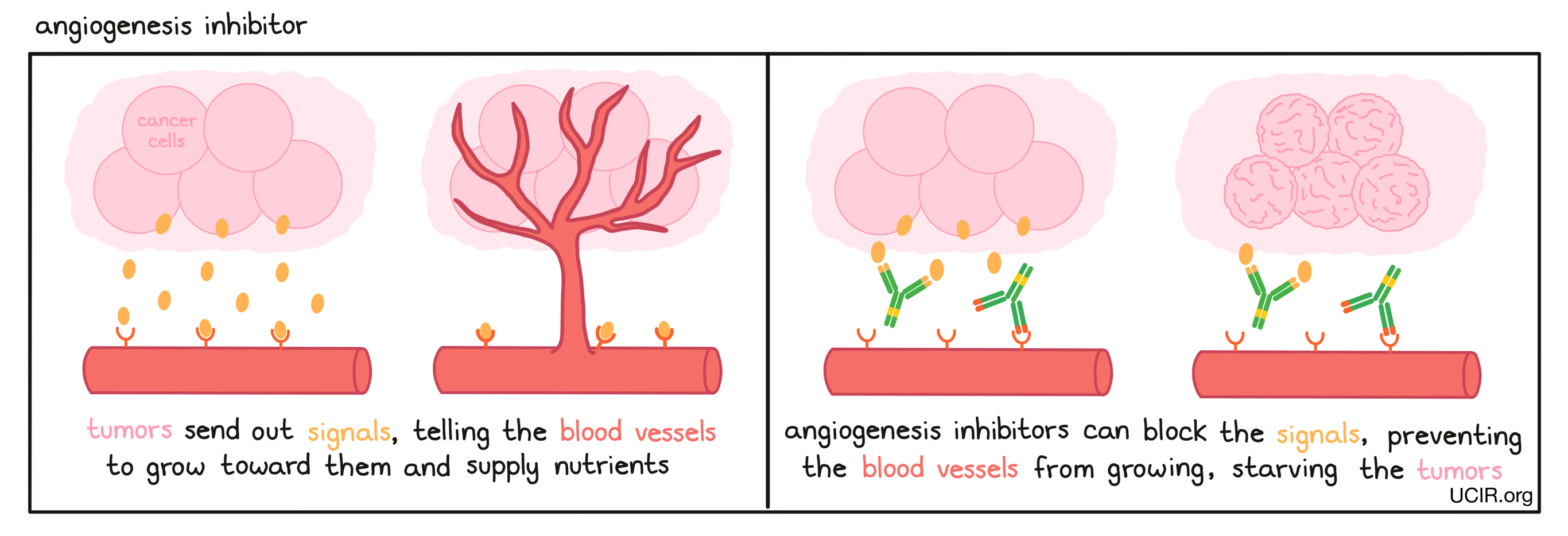 Angiogenesis inhibitor illustration
