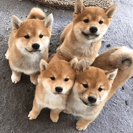 Come scegliere un cucciolo di Shiba Inu - Featured image