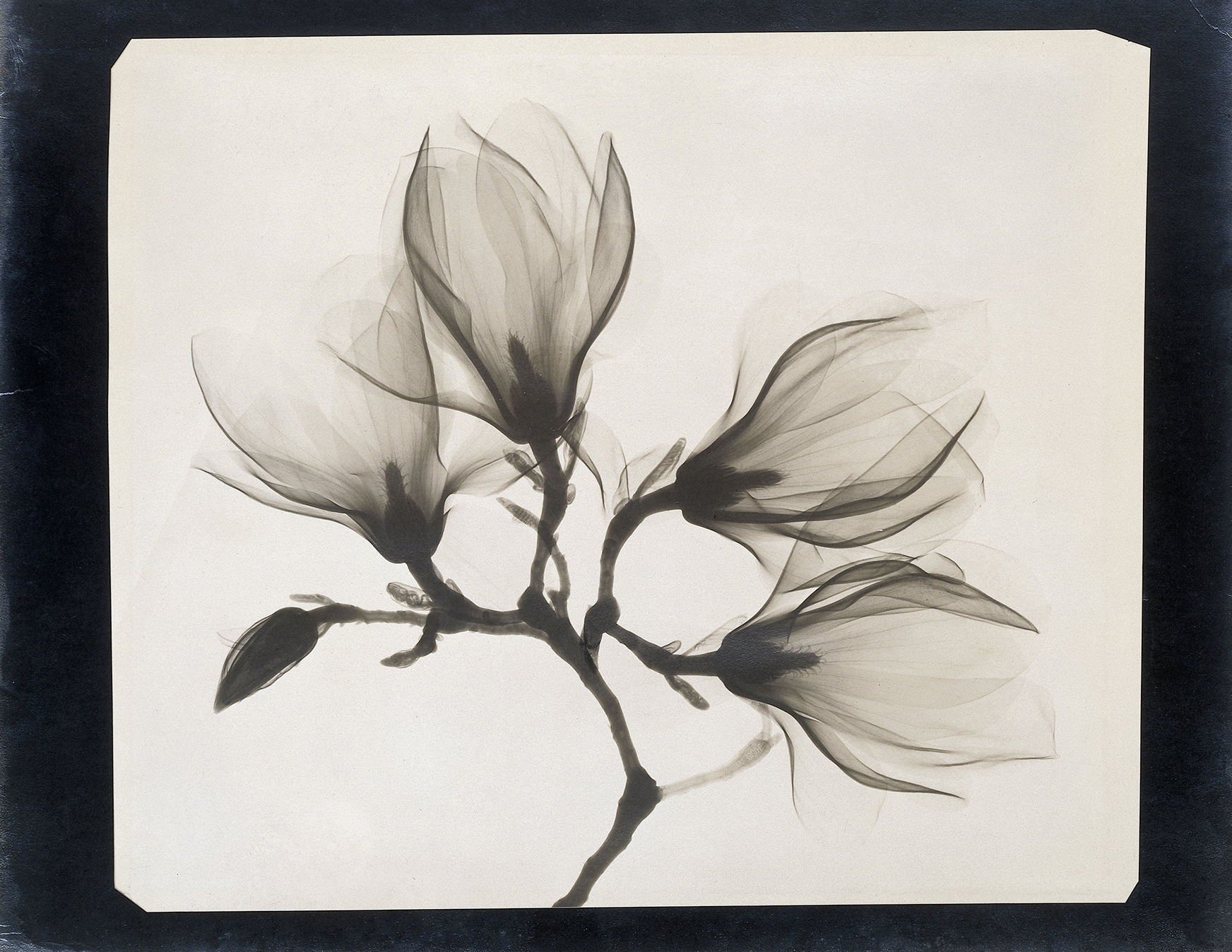 Anoniem, Tak met 4 magnolia's. 1910-1925. Röntgenfoto. Rijksmuseum Amsterdam
