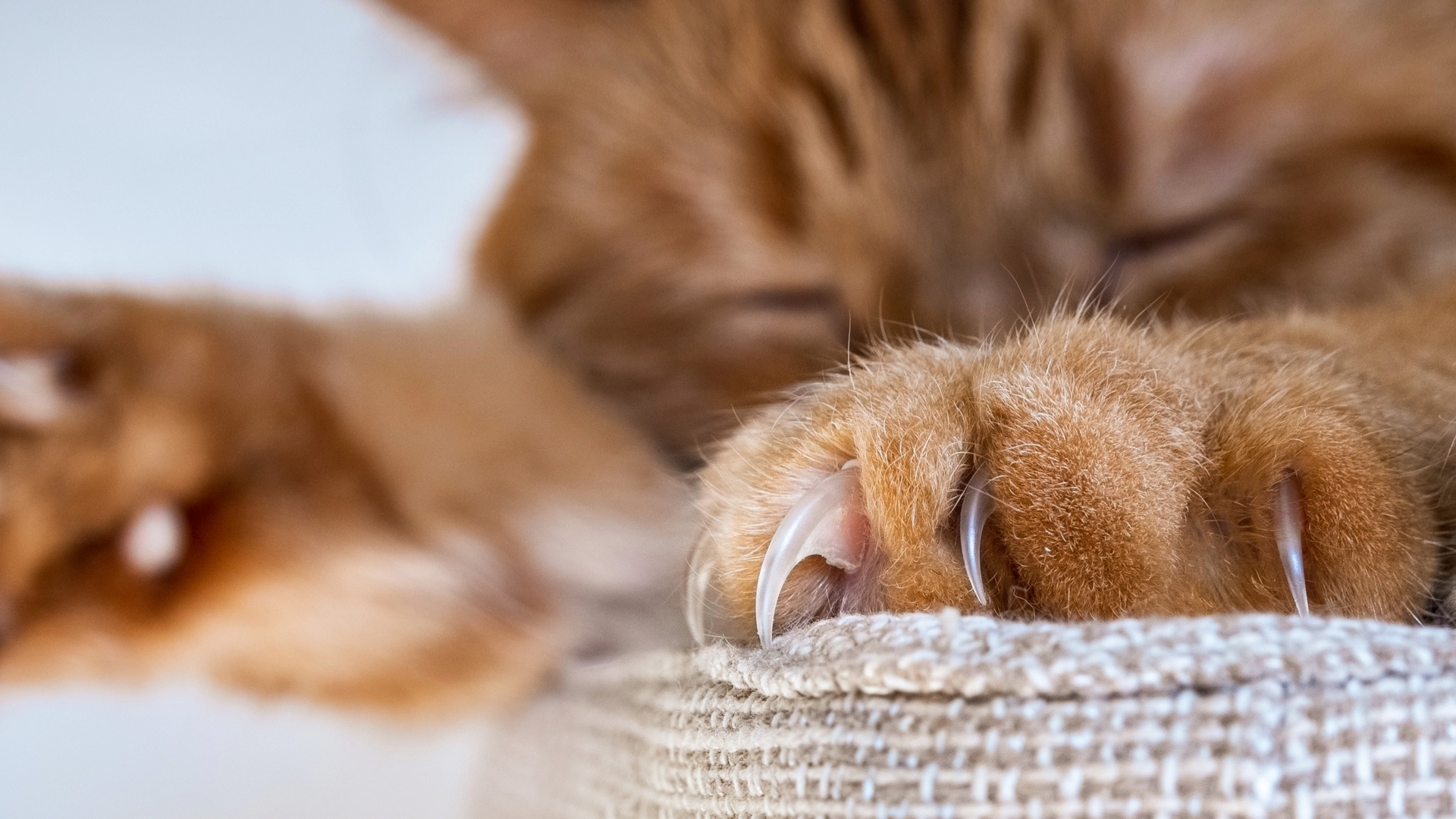 What Is Cat Scratch Disease?