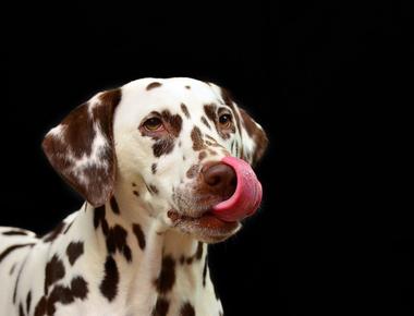Why Your Dog Licks Your Legs and Feet
