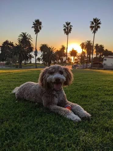 Photograph of Kaley's dog, Olive, in the grass at sunset