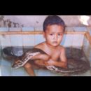 Burma Snakes 11