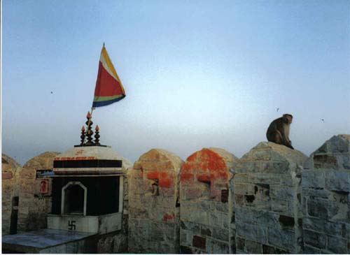 Jaipur Tiger Fort Monkey