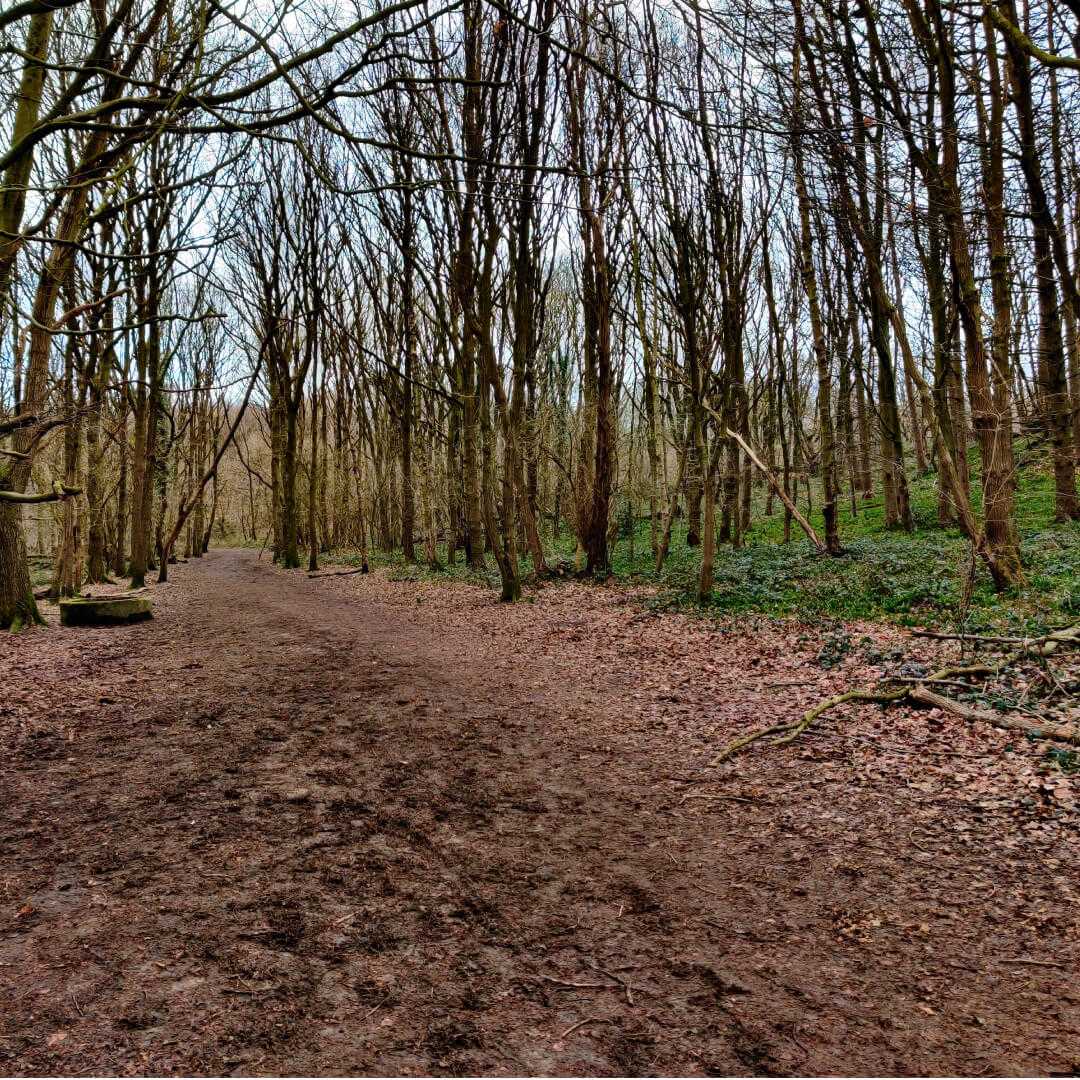 Bramley Fall Woods path in Winter