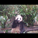 China Pandas 20