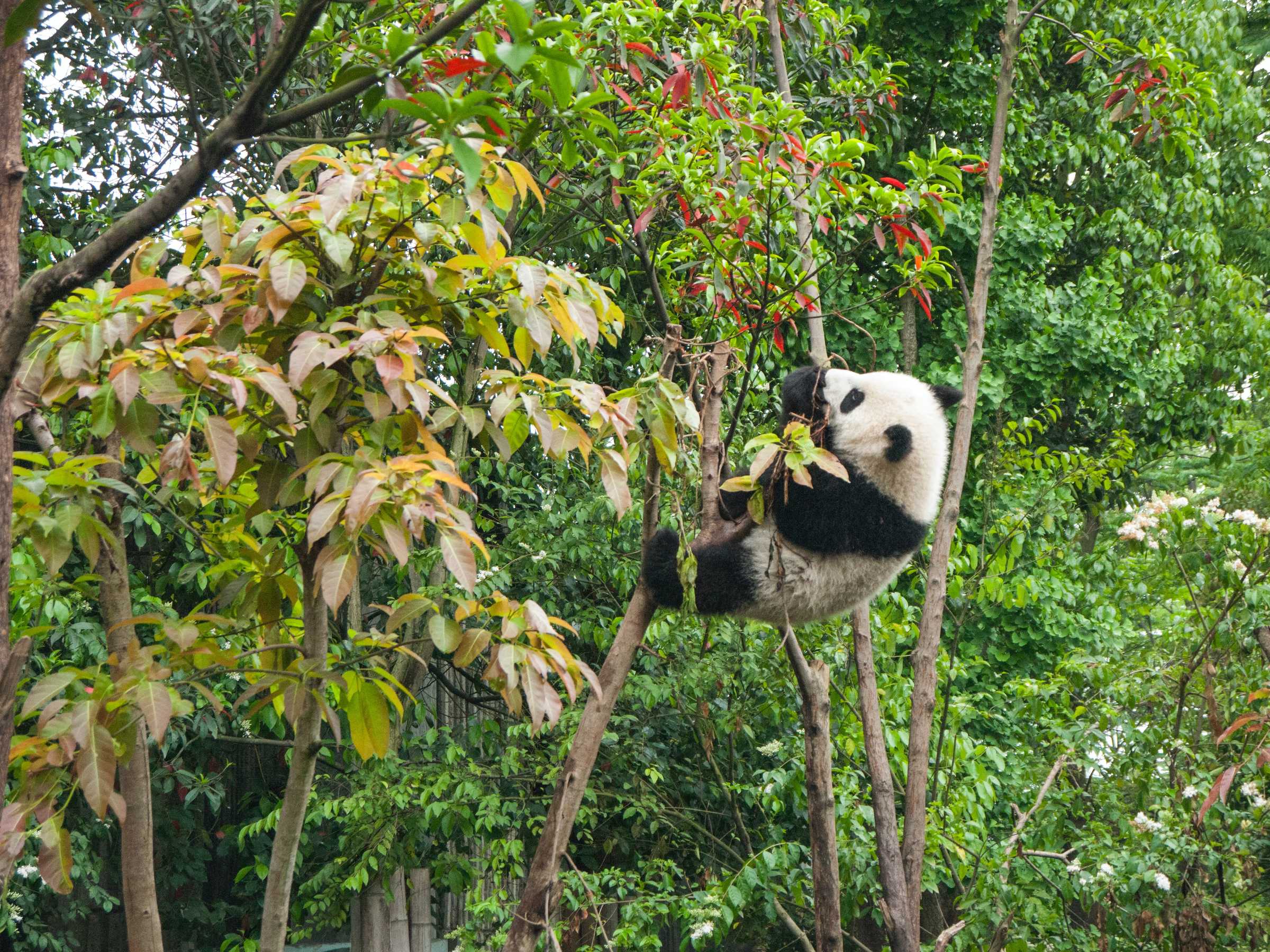 questioning-answers-the-pandas-hypothesis-is-supported