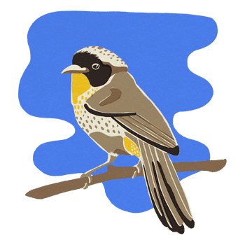BESIDE_BIRDS_2021_warbler.png