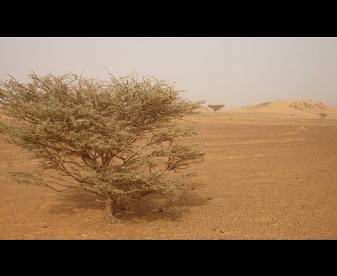 Sudan Desert Walk 14