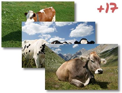 Cow theme pack