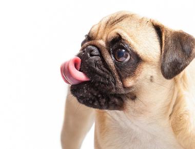 Why Do Dogs Lick Ears?