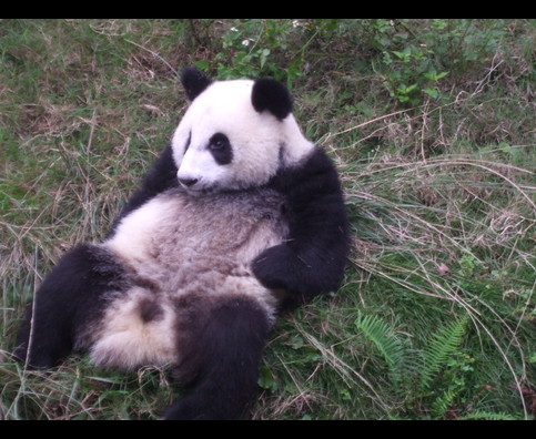China Pandas 29