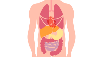 Digestion