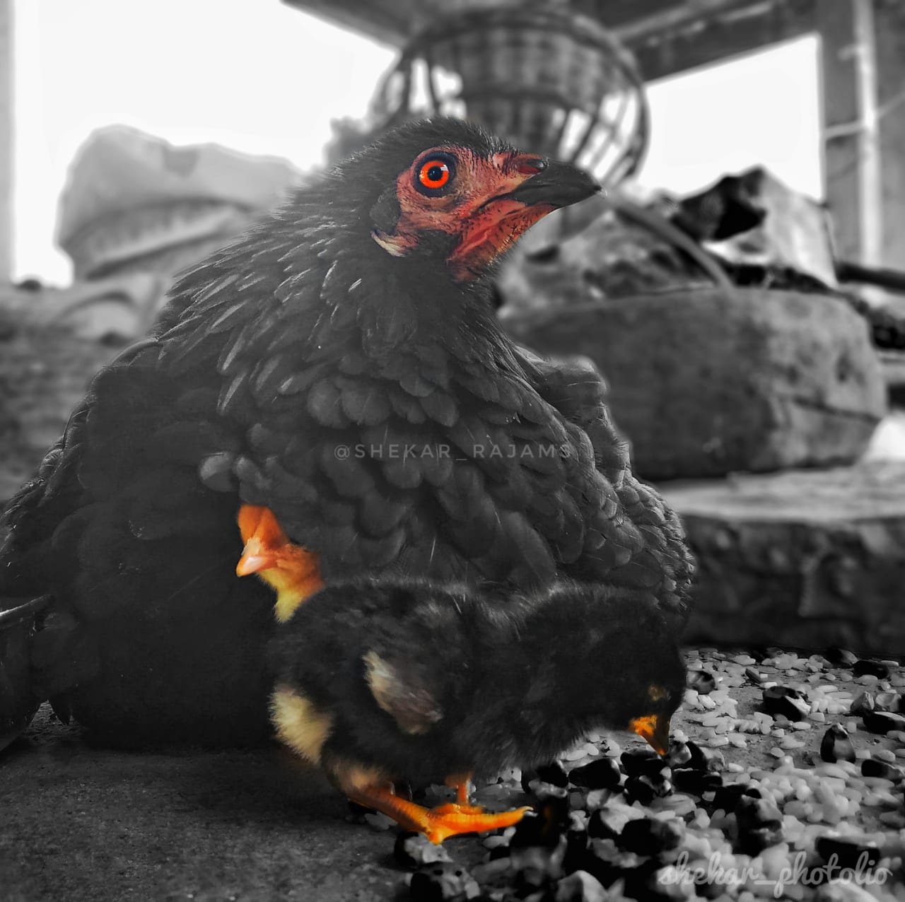 chicken-chicks
