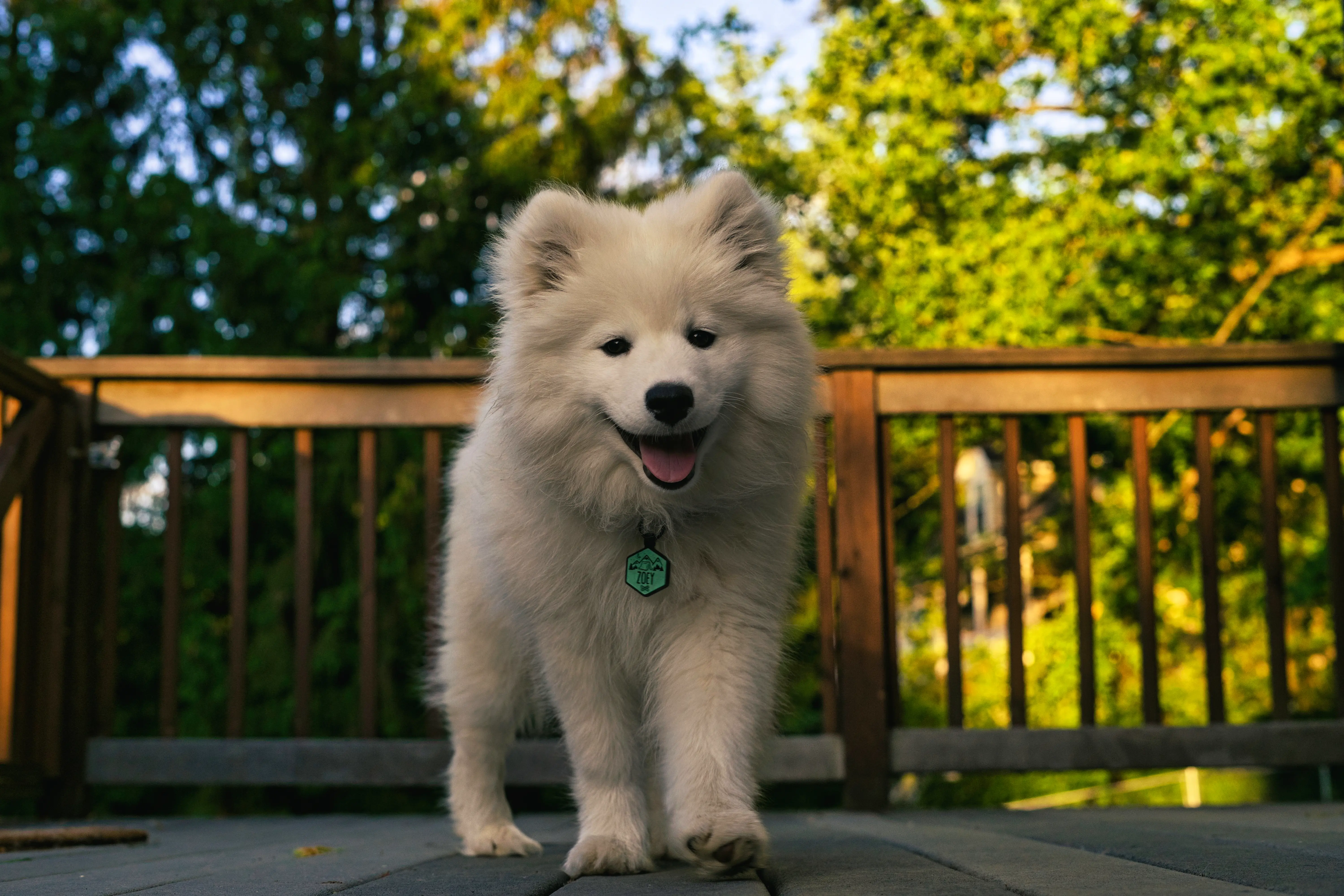 White Samoyed dog prancing towards the camera in a golden spring evening light with golden green tree leaves in the backgroun behind a deck railing.
