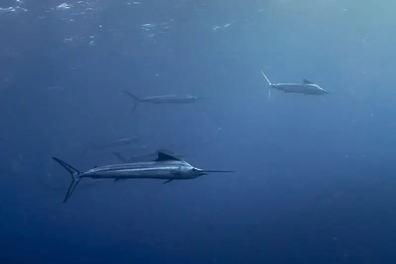 Atlantic Ocean Billfishes - Tudo Sobre Animais