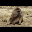 Ethiopia Baboons 8