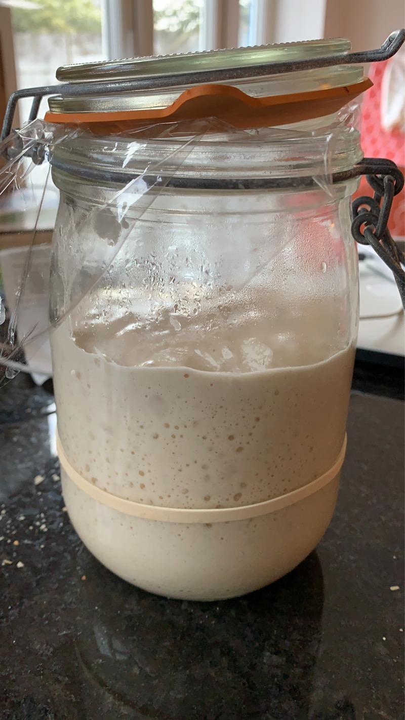 My sourdough starter in a jar. A rubber band marks where the top was, and it has doubled in volume. Bubbles can be seen in it.