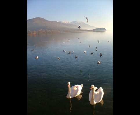 Ohrid Swans 1