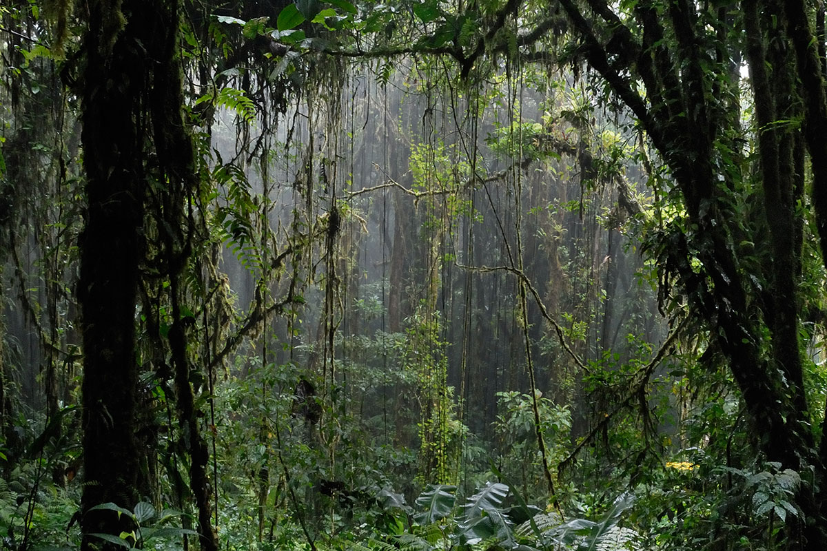 The verdant jungle of Santa Elena — misty and green as far as the eye can see.