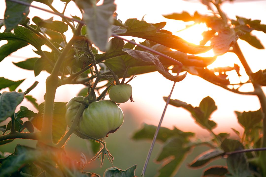 Tomato plants with unripe tomatoes and sun in the background