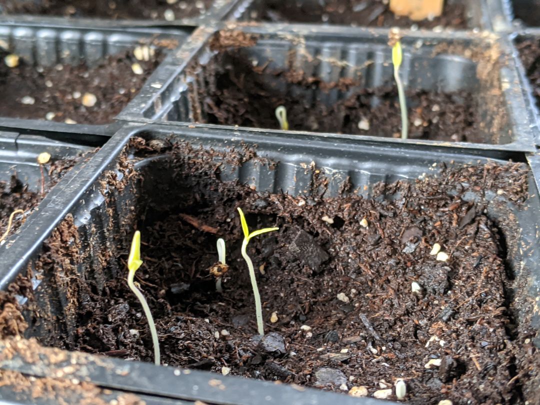 Tomato seedlings emerging from the soil.