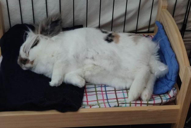 tri-colored bunny sleeping on side in a doll bed