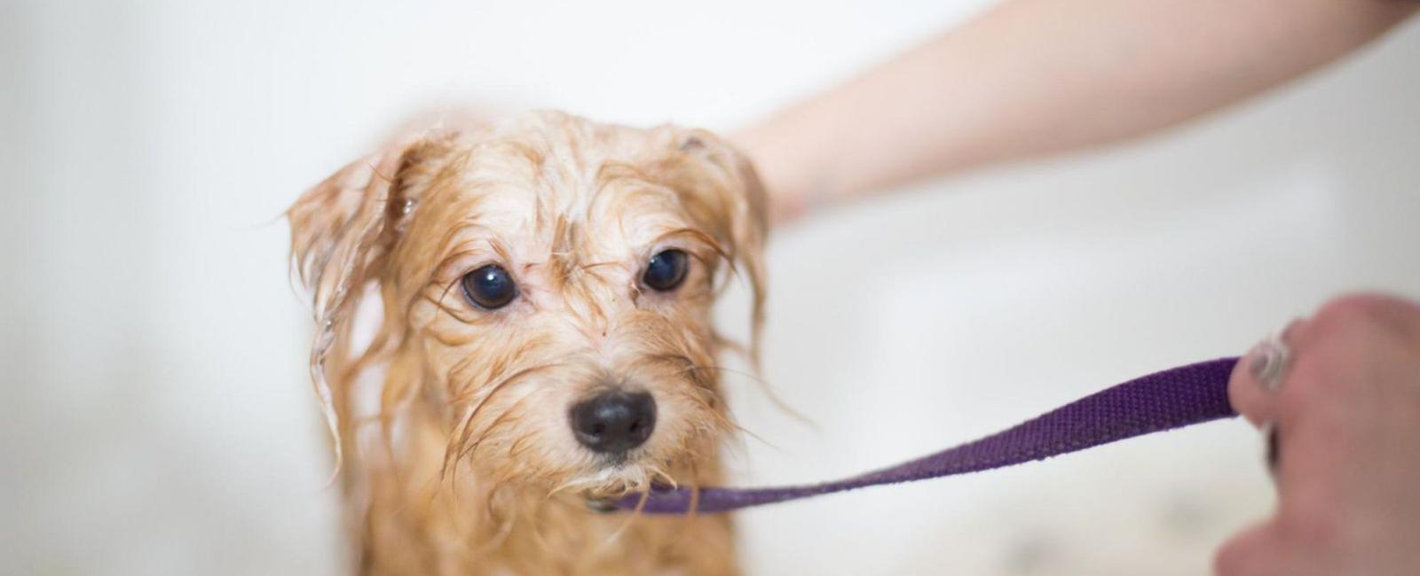 When Can You Bathe Your Dog After She Gave Birth?