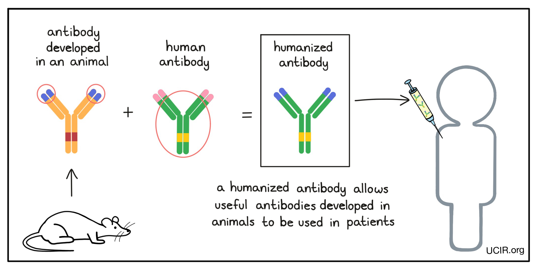 Humanized antibody