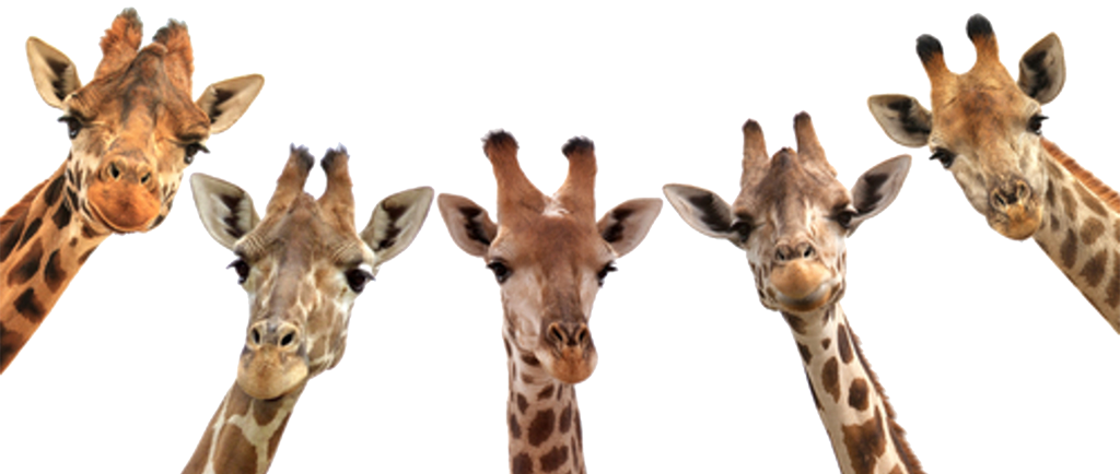 giraffe-look