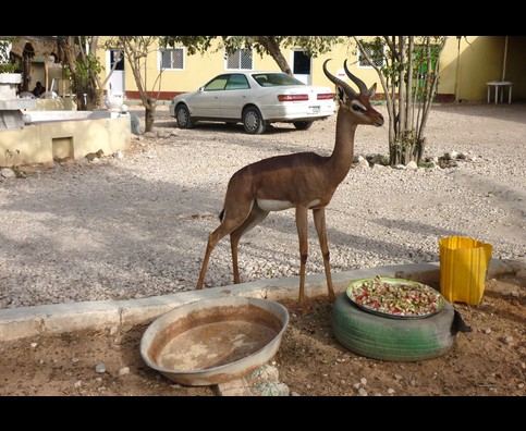 Somalia Waiter Service 3