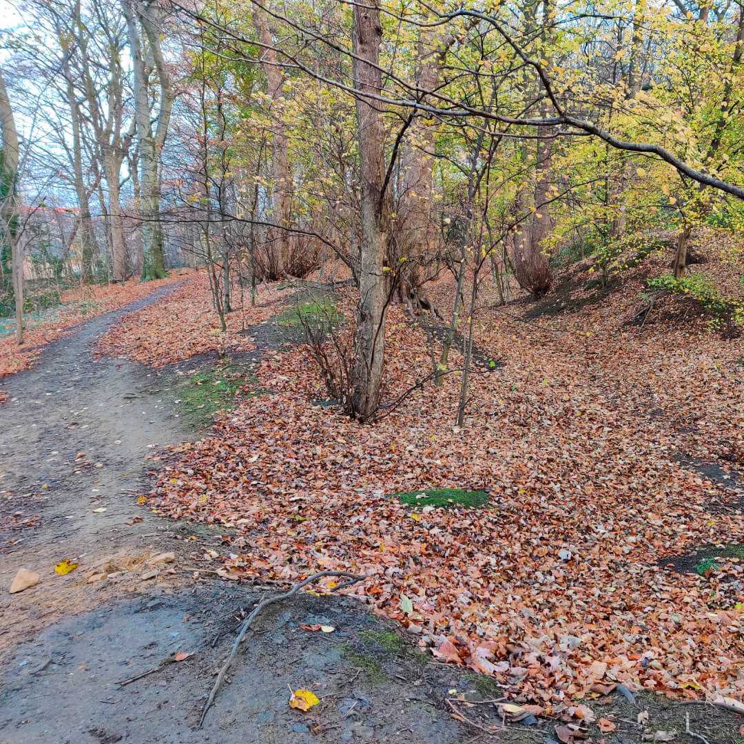 Muddy path through Batcliffe Wood