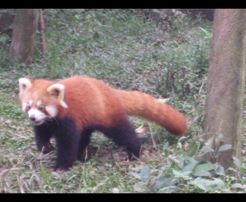 China Red Pandas 13