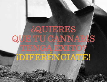 Cáñamo