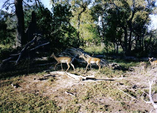 Moremi impala 2