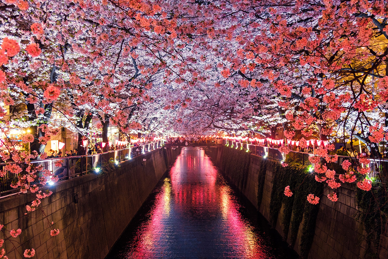 cherry blossoms reflected in a canal