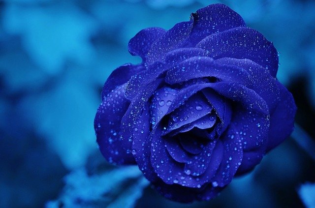Love You Blue Rose
