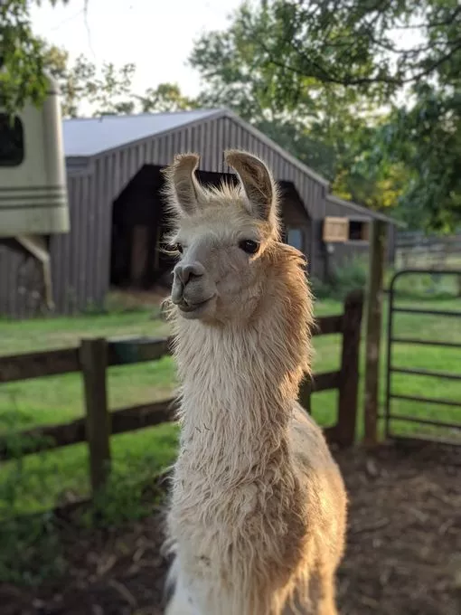 A llama named Thomas