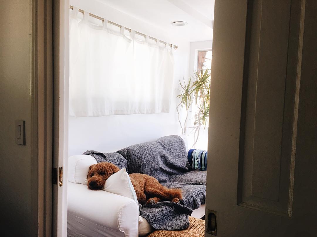 Tired dog sleeping on a couch