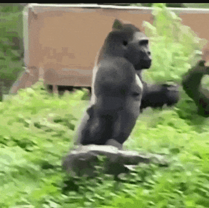 gorilla_holding_banana giphy