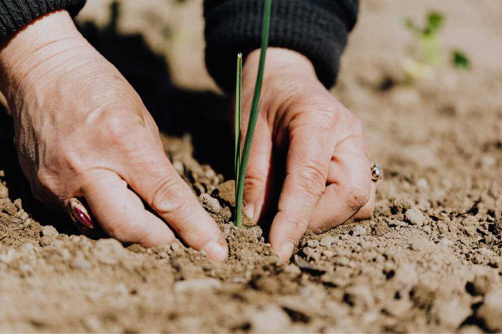 Green Yoga Plantation Project