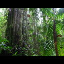 Panama Rainforest 2