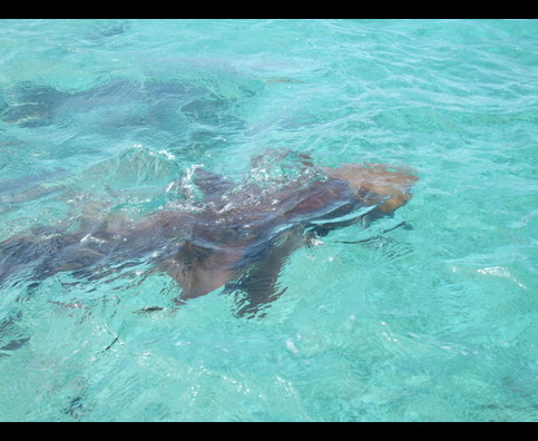 Belize Sharks 2