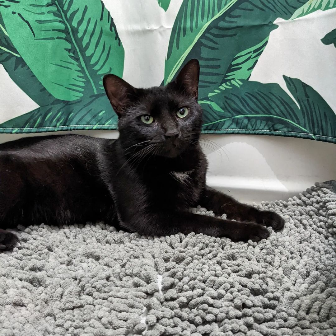 A photo of a black cat with a small white patch on his chest, sitting posed in front of a shower curtain