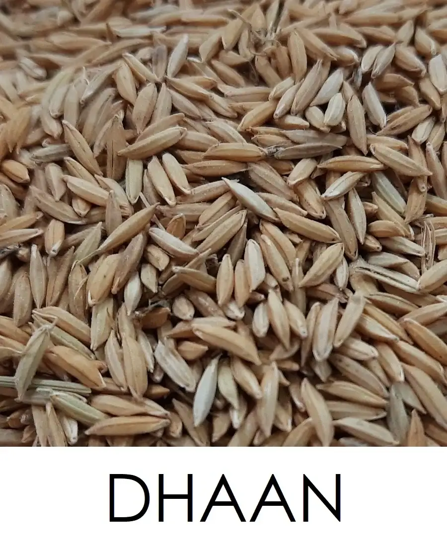 Paddy dhaan