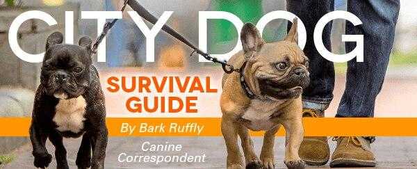 5 City Survival Tips for Dogs