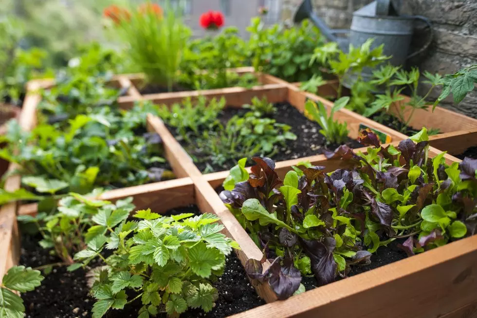 Square foot garden with wooden dividers.