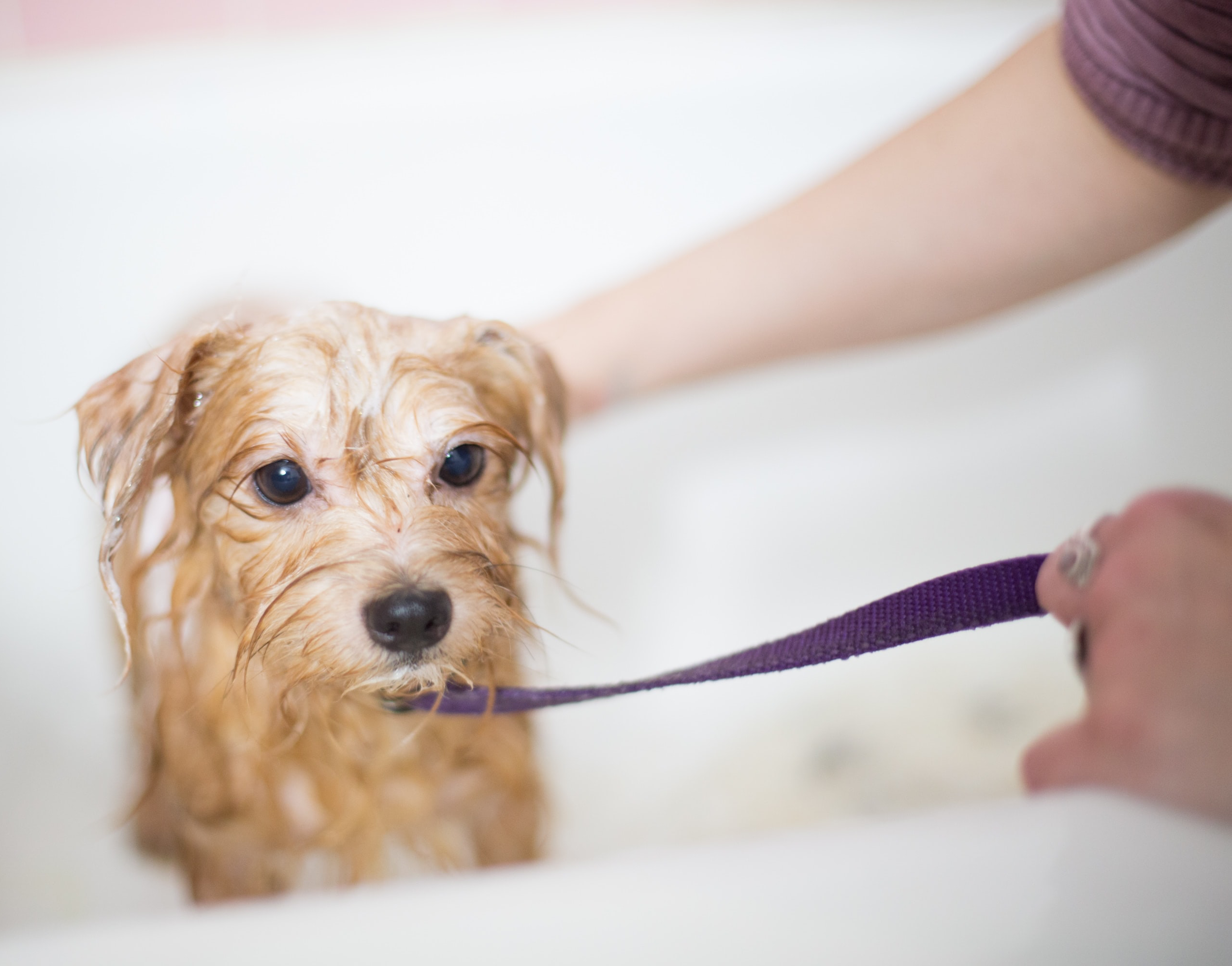 Wags To Riches Dog Grooming Services