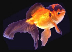 How to Deal With Swim Bladder Problem in Goldfish