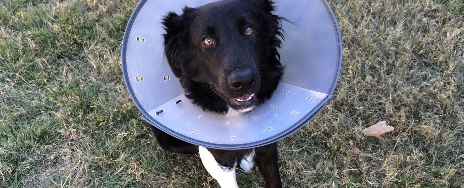 Dog Cones: How Long Should Your Dog Wear One?